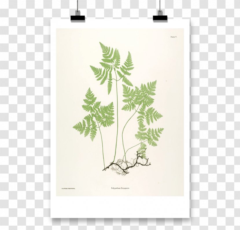 Botanical Illustration Botany Art Fern Painting - Plant Transparent PNG