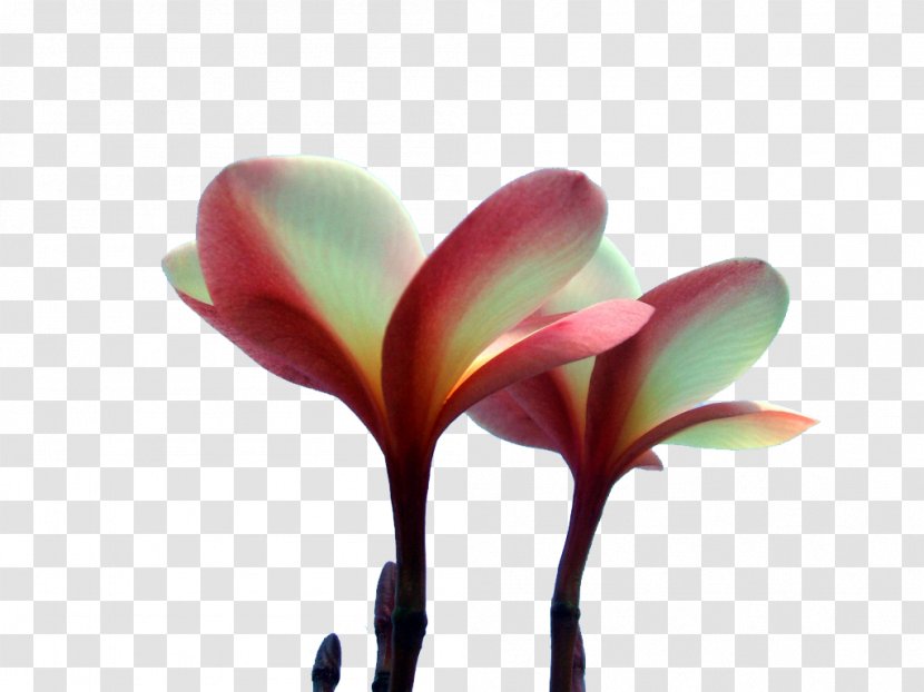 Hawaii Petal Plumeria Rubra - Frangipani - Egg Flower Transparent PNG
