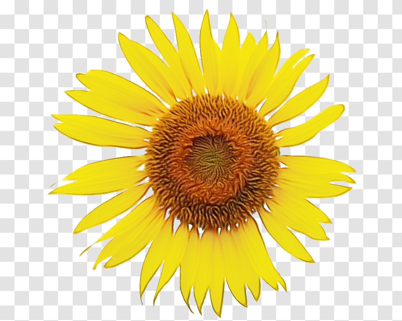 Sunflower - Yellow - Seed Asterales Transparent PNG