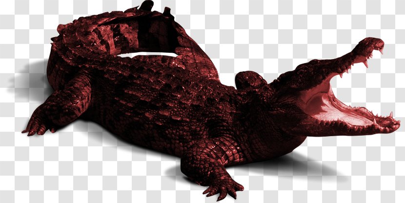 Crocodile - Reptile - Dinosaur Transparent PNG