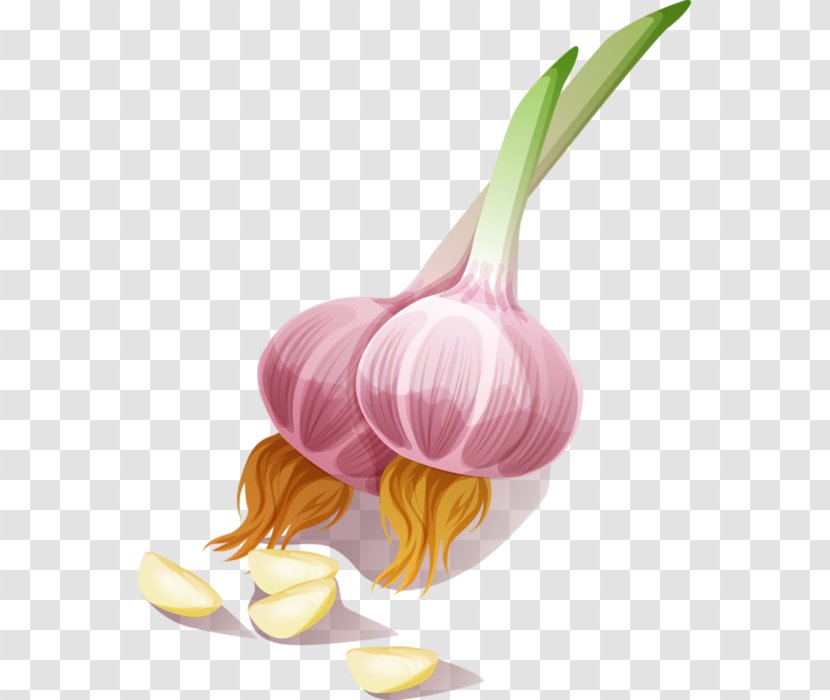 Garlic Onion Seasoning Vegetable Clip Art Transparent PNG