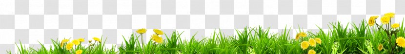 Meadow Lawn Energy Wheatgrass Sunlight - Grass Transparent PNG
