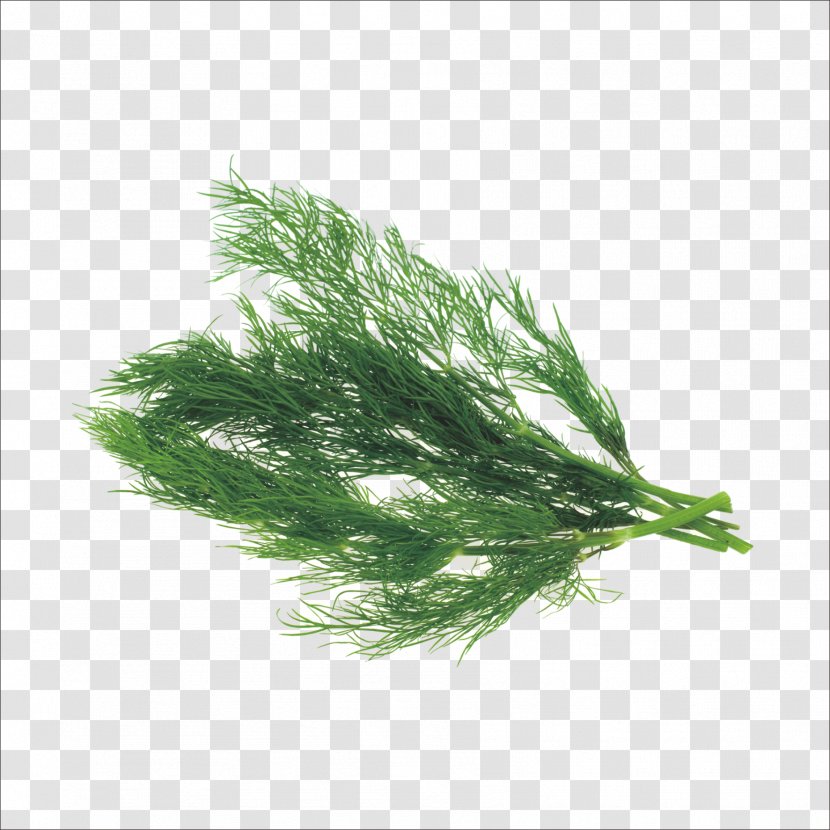 Herb Dill Mint Parsley Marjoram - Herbs Transparent PNG