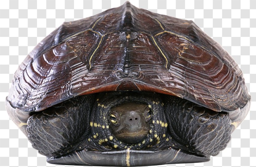 Hawksbill Sea Turtle Cheloniidae Green - Reptile - Wv Transparent PNG