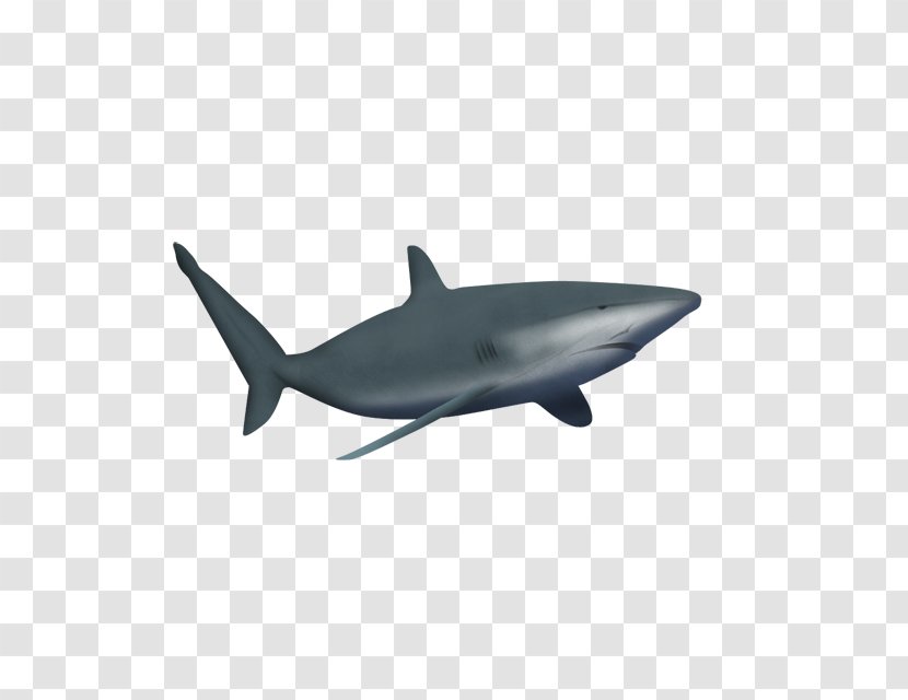 Great White Shark Marine Mammal Drawing Clip Art - Underwater Transparent PNG