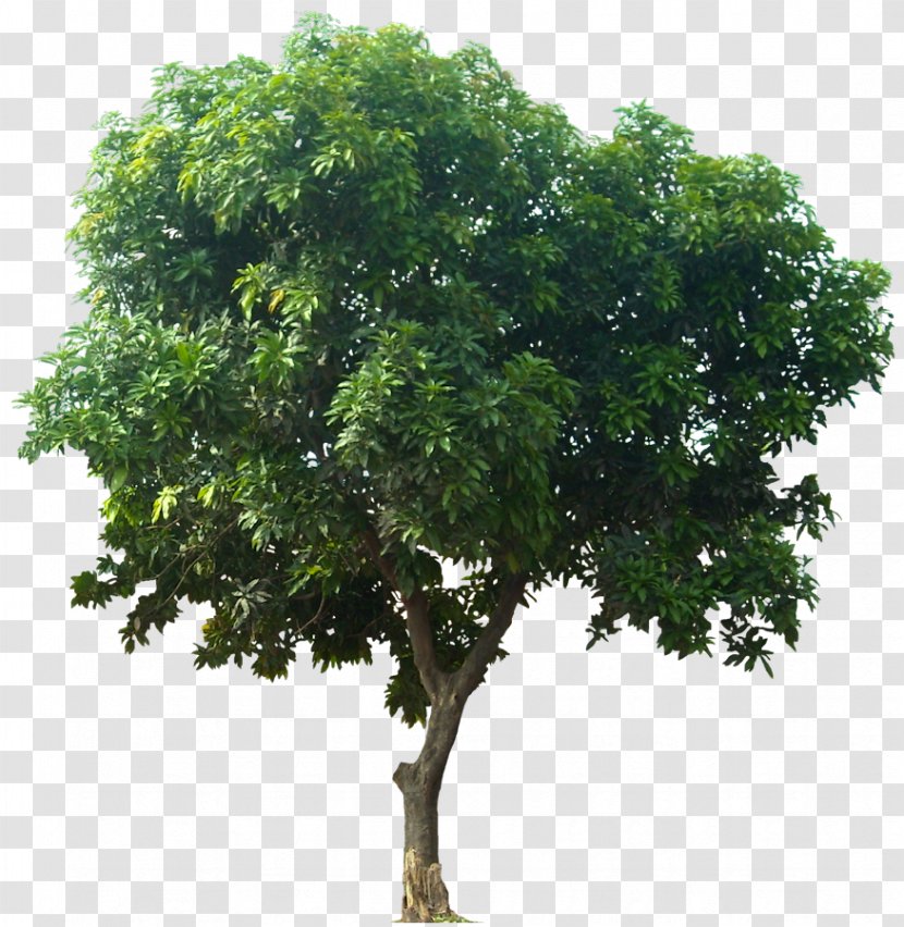 Mangifera Indica Fruit Tree - Icon Download Transparent PNG