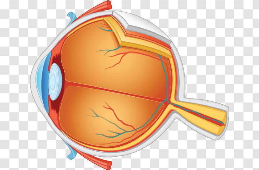 Human Eye Anatomy - Silhouette Transparent PNG