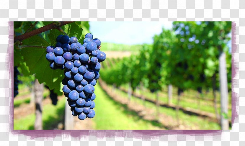 Wine Lambrusco Chianti DOCG Viognier Sangiovese - Grapevine Family Transparent PNG