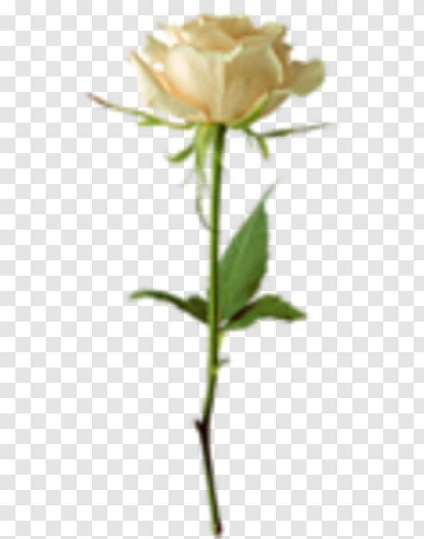 Garden Roses Flower - Rose Family Transparent PNG