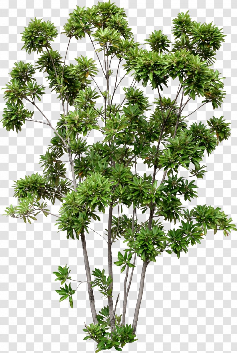 Tree Building House Lithocarpus Edulis Design - Branch Transparent PNG