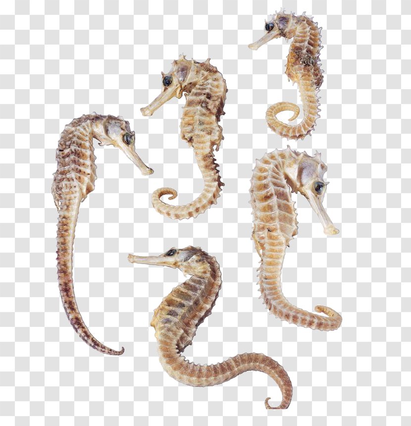 Dwarf Seahorse Syngnathidae Flat-faced Great Spiny - Cute Little Hippocampal Transparent PNG