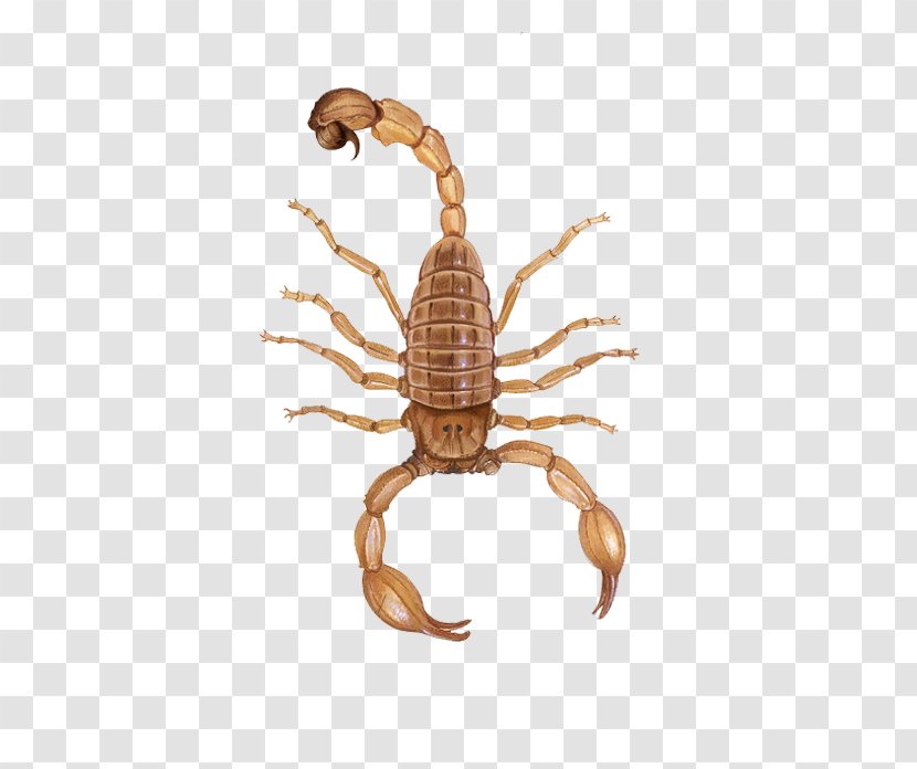 Scorpion Poison Yellow - Black - Material Transparent PNG