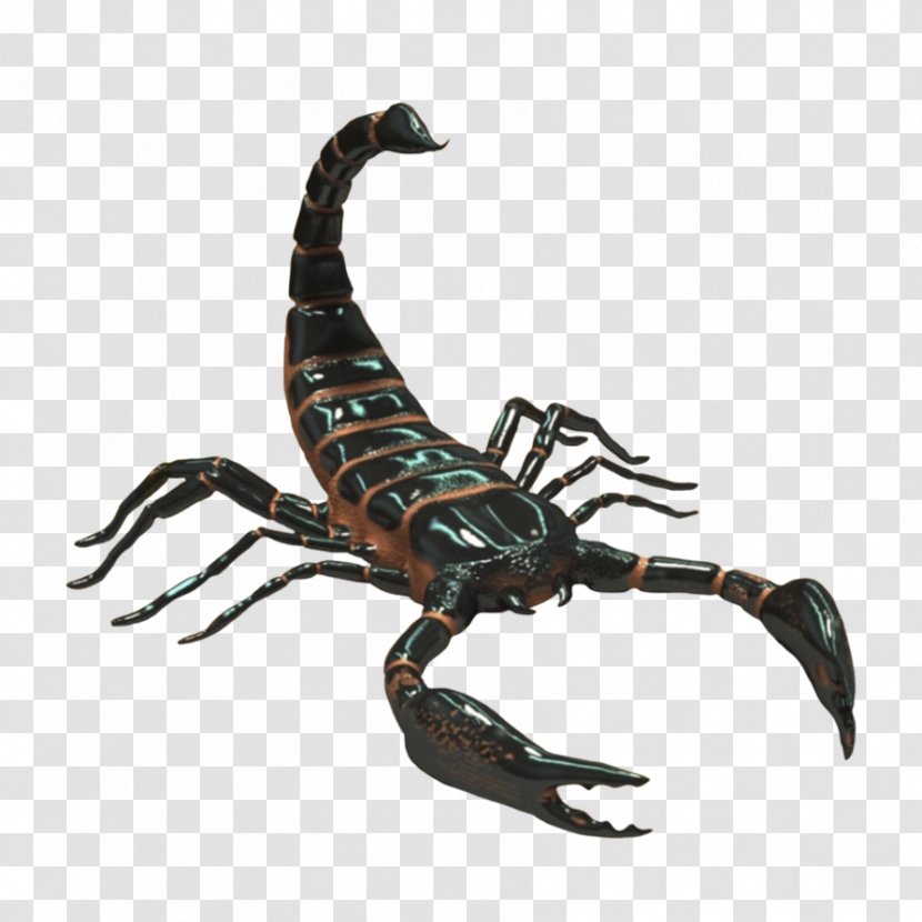 Scorpion Desktop Wallpaper Clip Art - Terrestrial Animal - Scorpions Transparent PNG