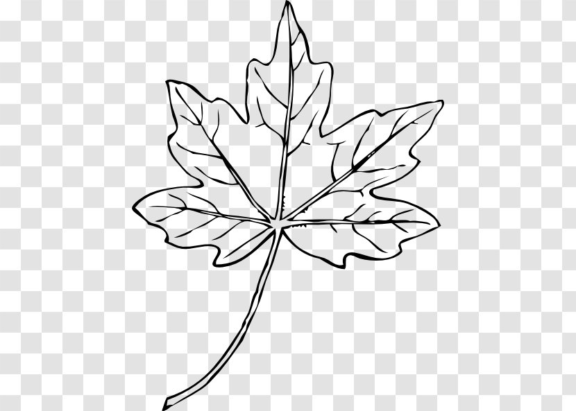 Maple Leaf Drawing Clip Art - Plant Stem - Pictures Of Leaves Transparent PNG