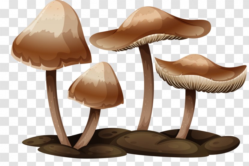 Gilled Mushrooms Royalty-free - Fungus - Mushroom Transparent PNG
