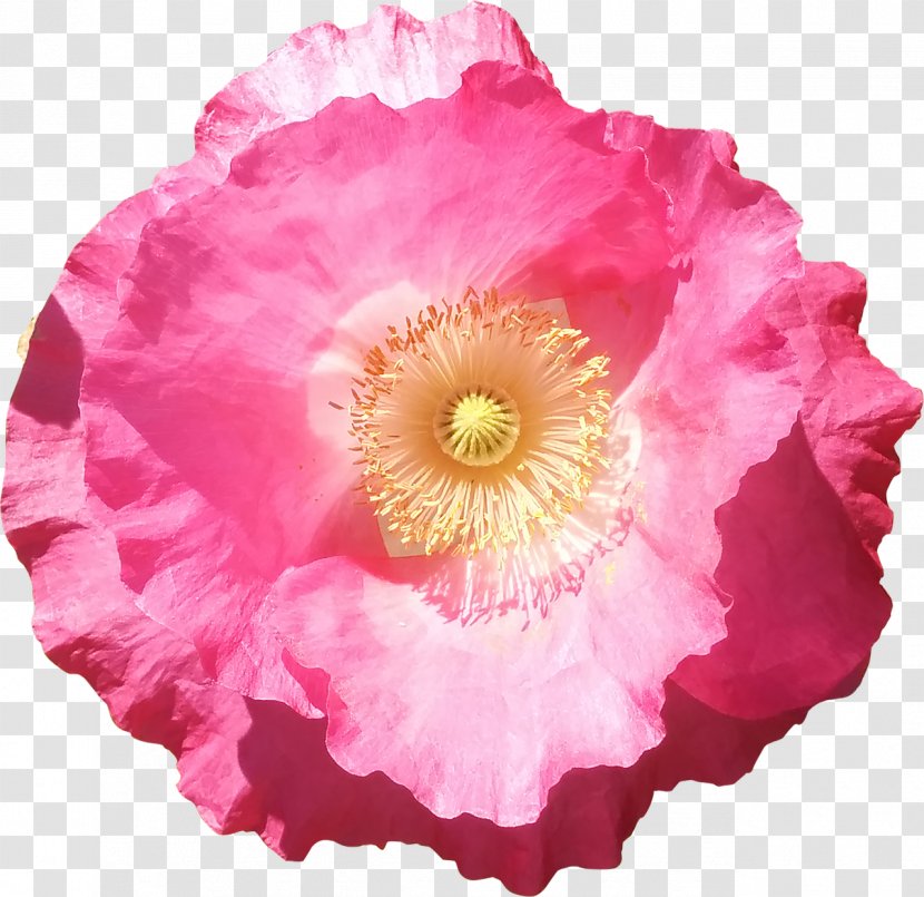 Flowering Plant Pink Common Poppy Petal - Cut Flowers - Flower Transparent PNG