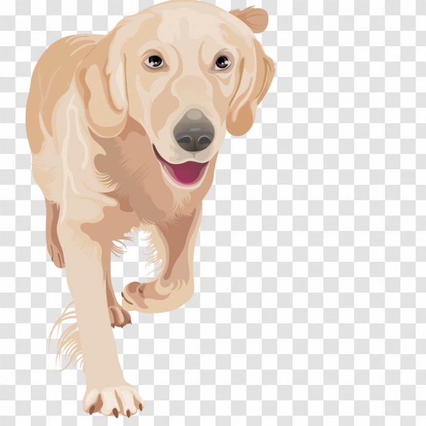 Golden Retriever Labrador Euclidean Vector Pet - Dog Like Mammal - Puppy Transparent PNG