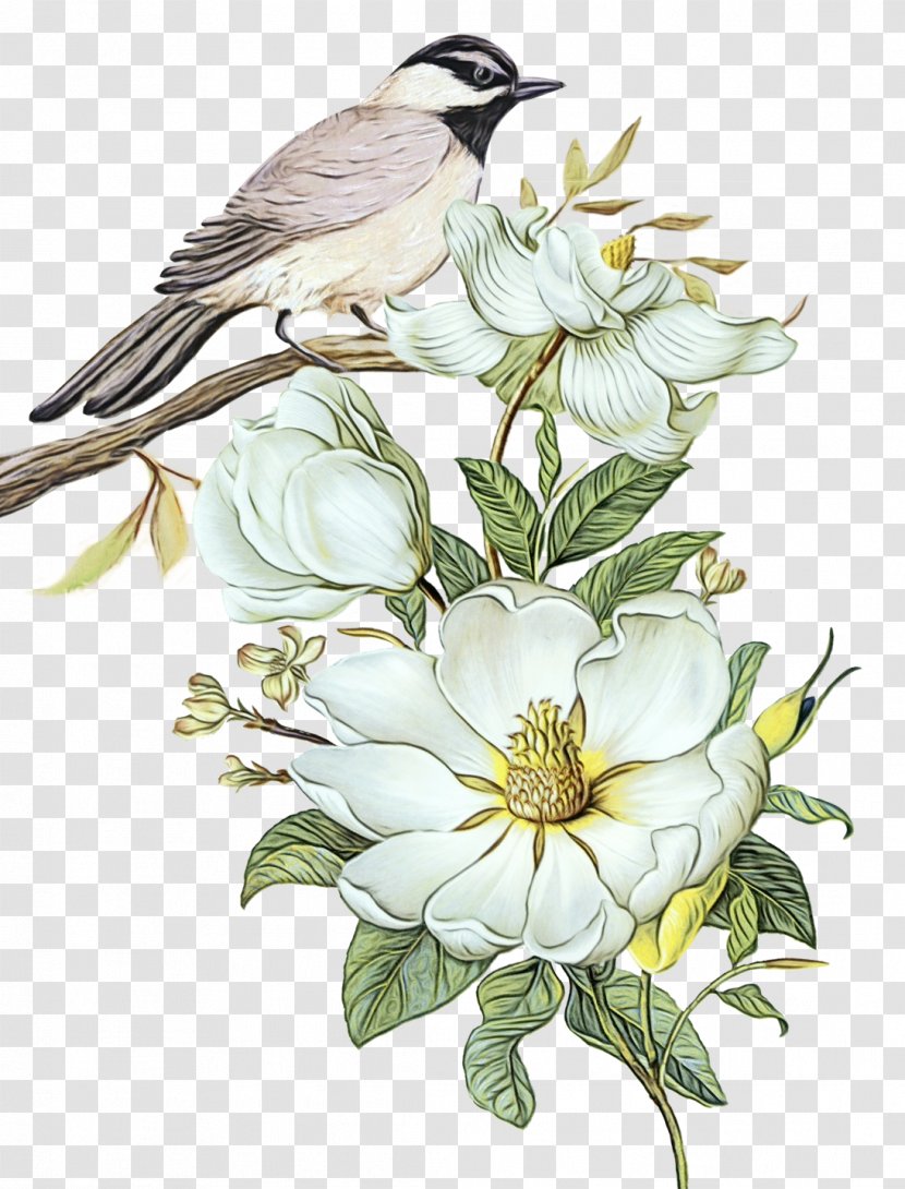 Oil Painting Flower - Beak - Magnolia Transparent PNG