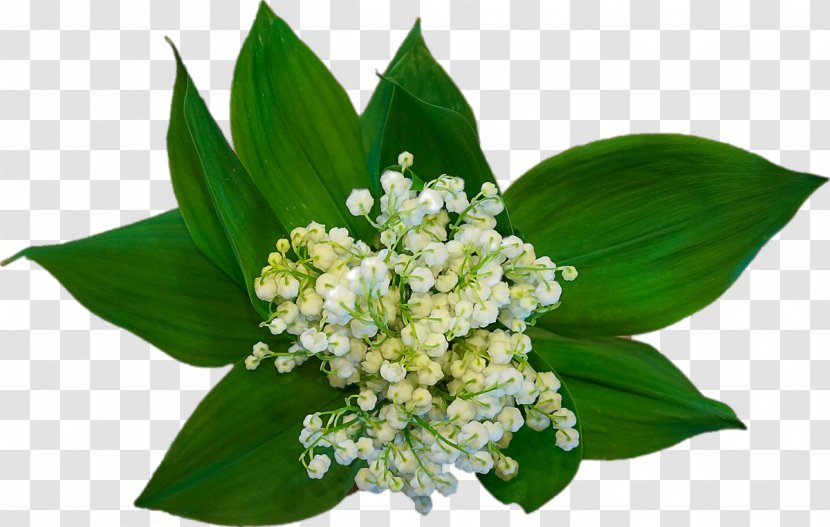 Labour Day May 1 Lily Of The Valley International Workers Party - Bouquet Transparent PNG