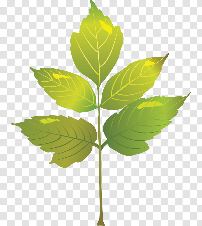 Plant Stem Branch Leaf Herb Plants Transparent PNG