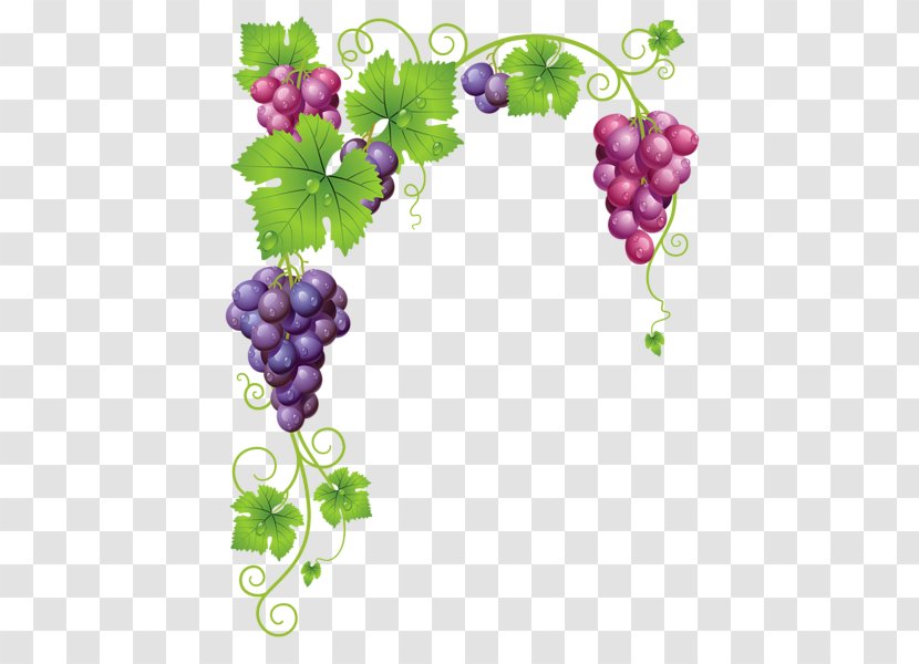 Grapevines Wine Clip Art - Food - Garden Elements Transparent PNG