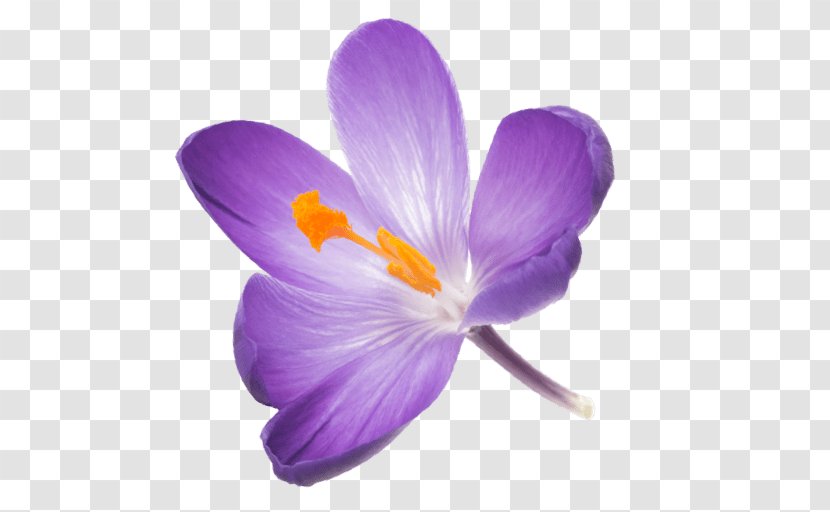 Saffron Flower - Smoking - Wildflower Spring Crocus Transparent PNG