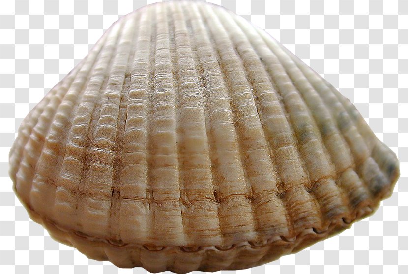 Cockle Conchology Seashell صدفة بحرية - Photoscape - Mar Transparent PNG