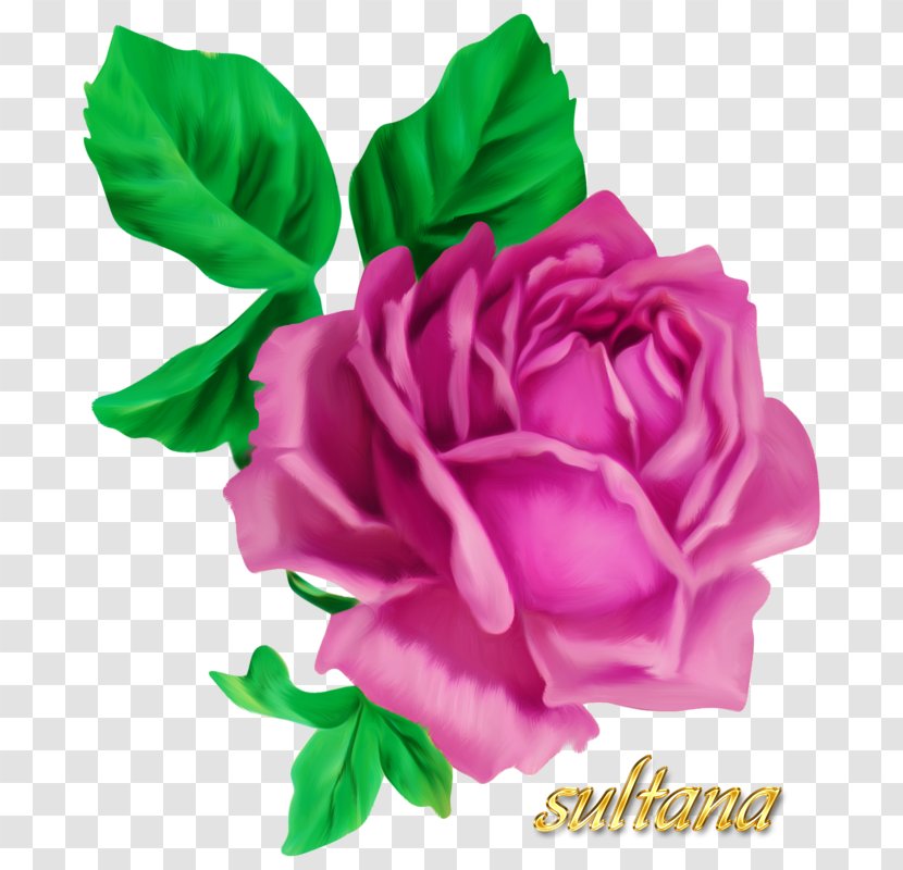 Victorian Era Rose Drawing - Rosa Centifolia Transparent PNG