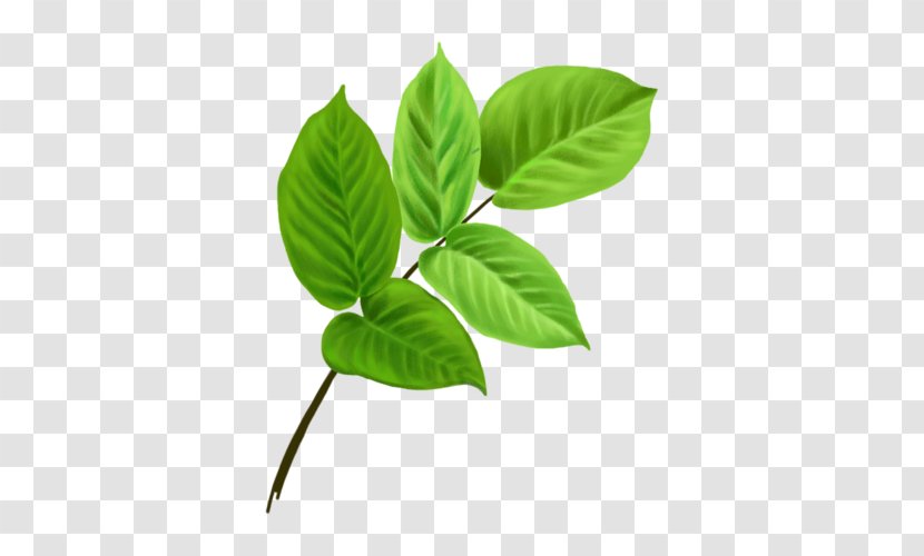 Leaf Branch Clip Art - BAY LEAVES Transparent PNG