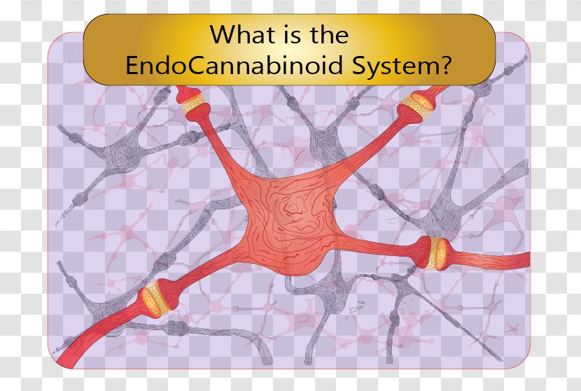 Endocannabinoid System Cannabinoid Receptor Human Body - Flower - Tree Transparent PNG