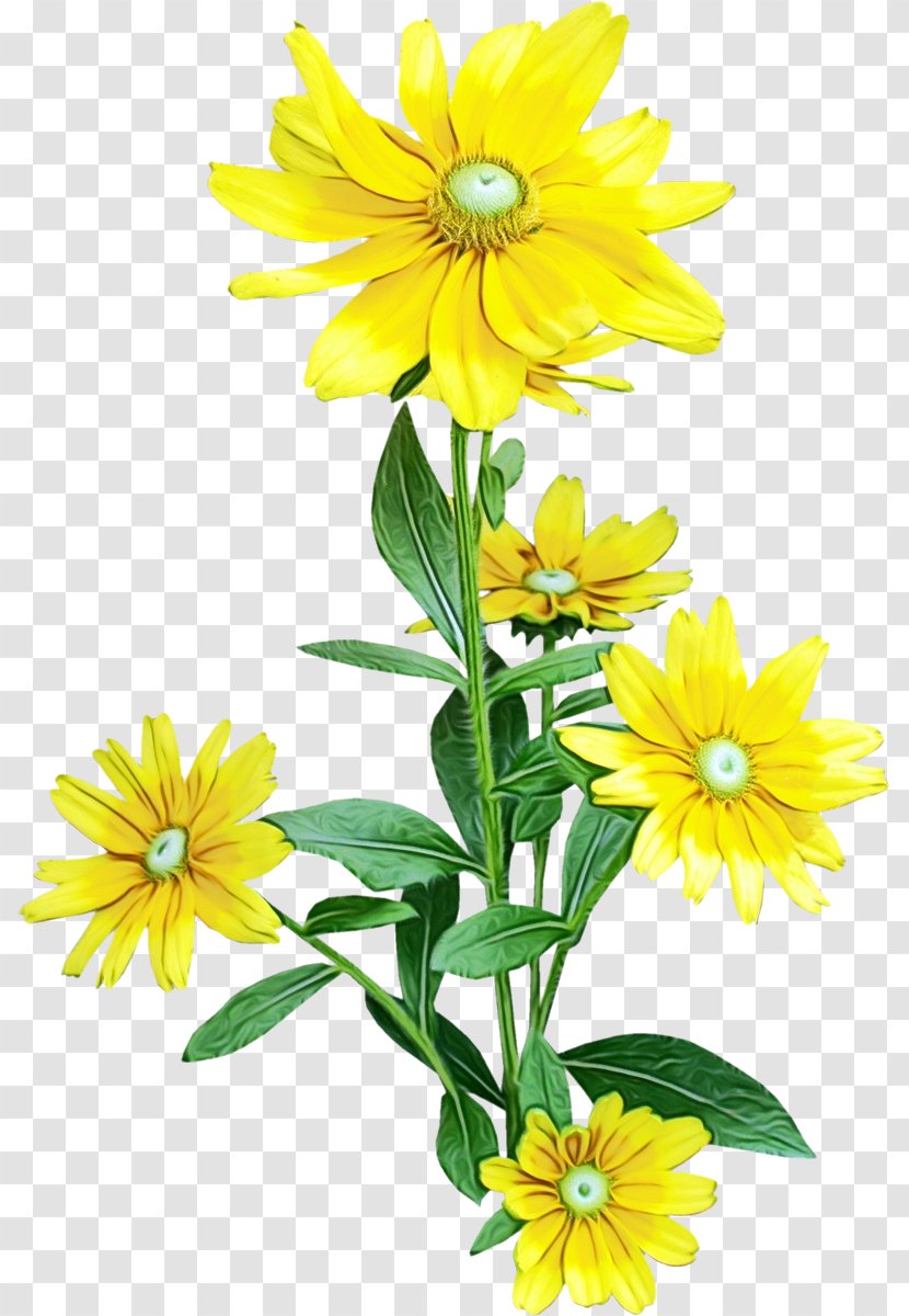 Sunflower - Wildflower Transparent PNG