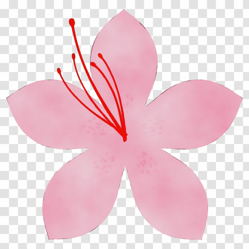 Petal Pink Flower Plant Pedicel - Paint - Hibiscus Transparent PNG