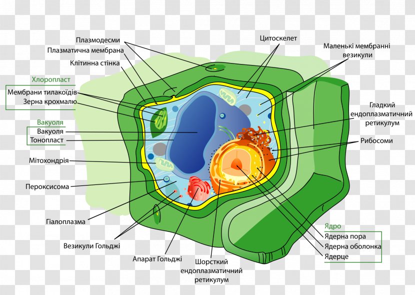 Plant Cell Wall Organelle - Cartoon Transparent PNG