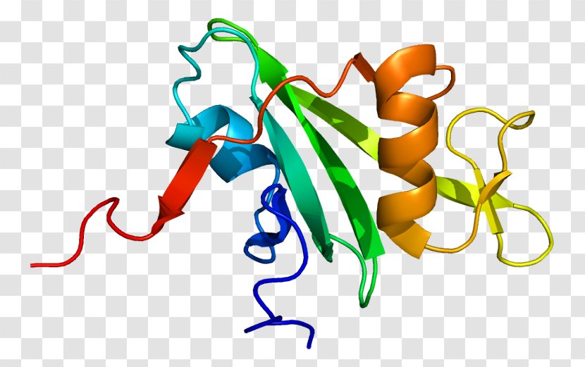 Bcr-Abl Tyrosine-kinase Inhibitor Philadelphia Chromosome Protein Oncogene - Organism - Chromosomal Translocation Transparent PNG