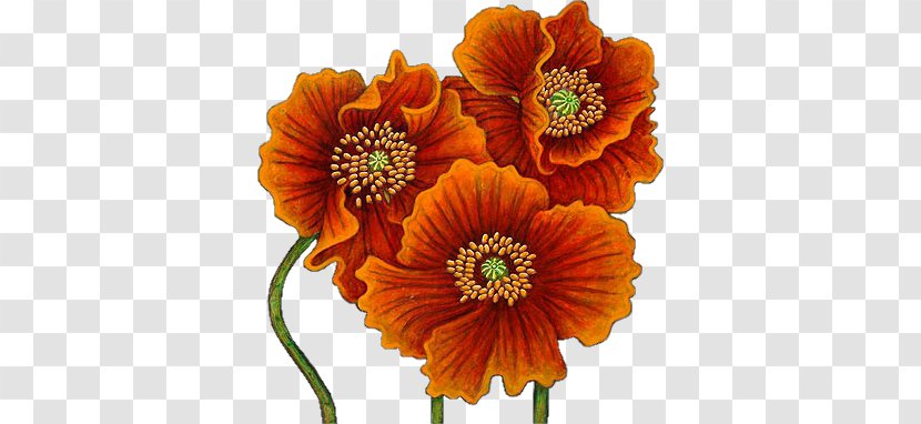 Poppy Watercolor Painting Flower Drawing Transparent PNG