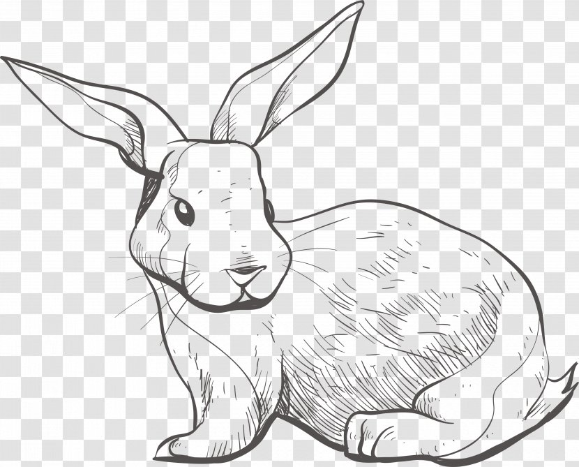Domestic Rabbit Hare - Sketch Bunny Transparent PNG
