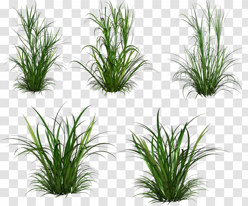 Herbaceous Plant Clip Art - Grass Transparent PNG