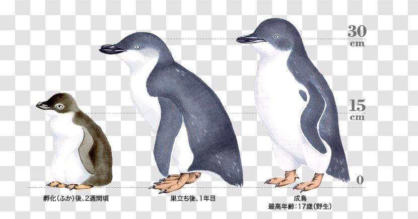Emperor Penguin Antarctica Humboldt - King - Little Transparent PNG