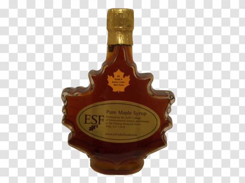 Liqueur Maple Syrup SUNY College Of Environmental Science And Forestry - Tree - Leaf Transparent PNG