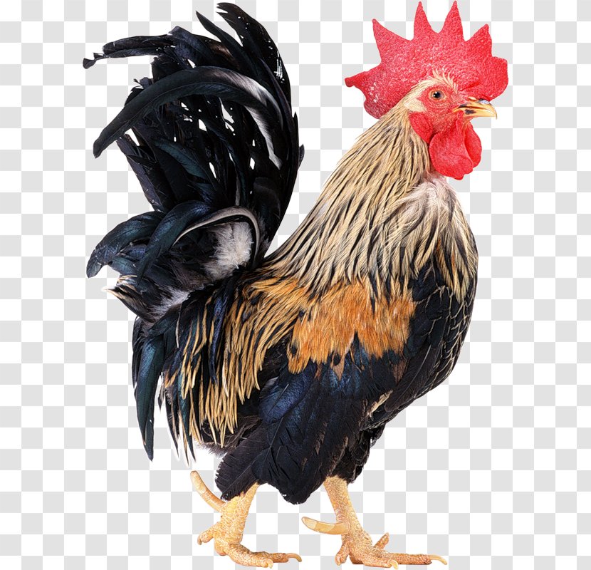 Rooster Chicken Coop Clip Art - Digital Image Transparent PNG