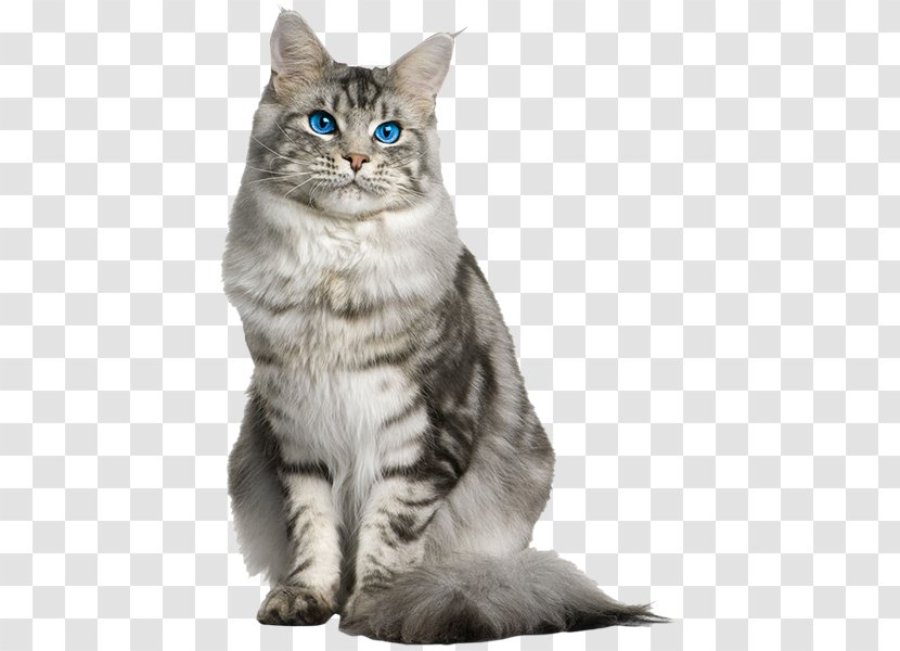 Maine Coon Norwegian Forest Cat Kitten Sokoke Breed - Calling Dog Transparent PNG