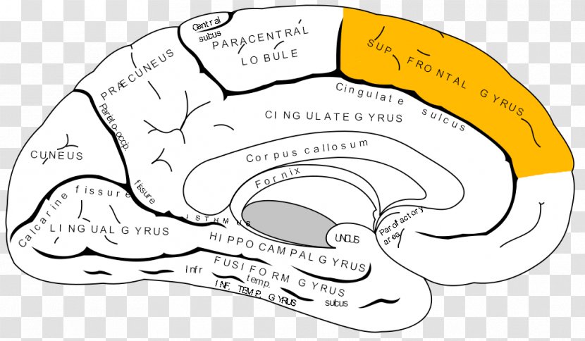 Anterior Cingulate Cortex Gyrus Cerebral Prefrontal Brain - Silhouette Transparent PNG