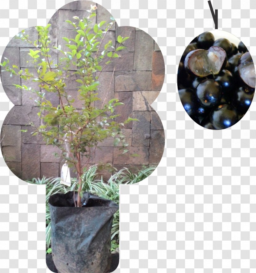 Grape Jabuticaba Tree Myrciaria Fruit - Vitis Transparent PNG