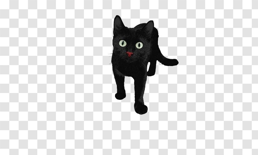Persian Cat Black - Kitten - Red Nose Transparent PNG
