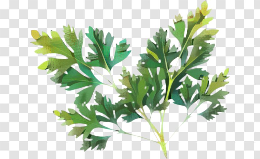 Parsley Lovage Plant Stem Herbalism - Cinquefoil - Herbal Transparent PNG