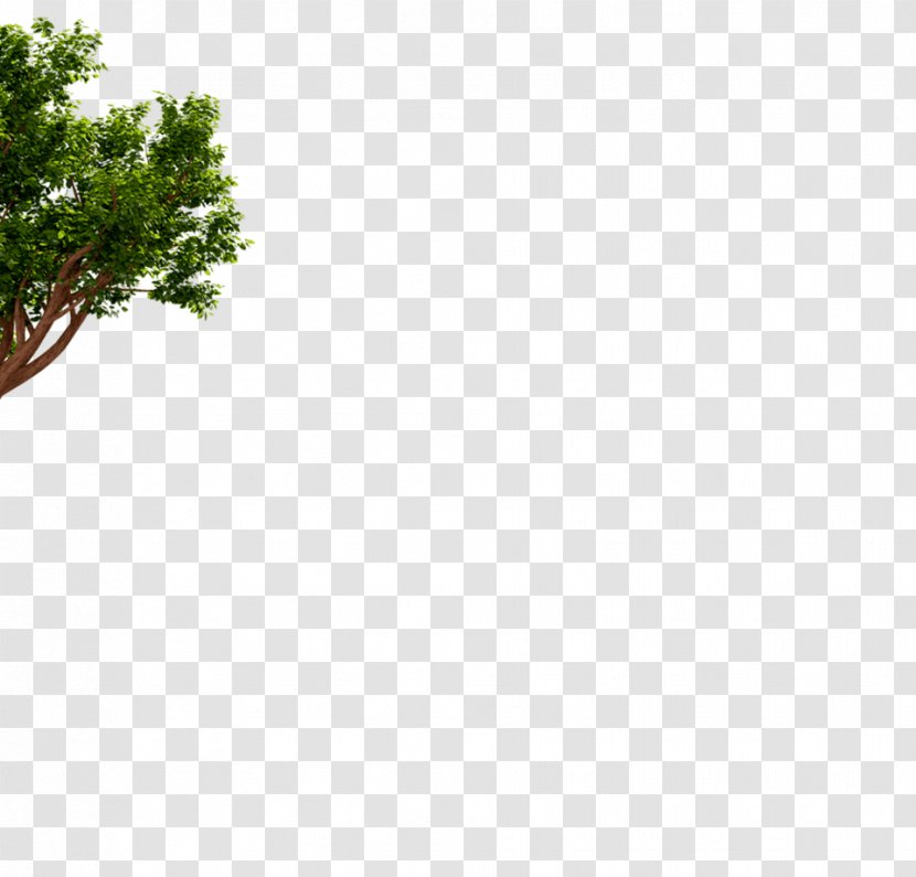 Leaf Branching Sky Plc - New Zealand Kiwi Bird Transparent PNG