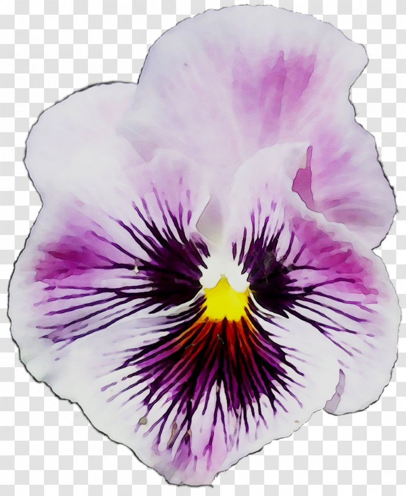 Pansy - Wild - Plant Transparent PNG