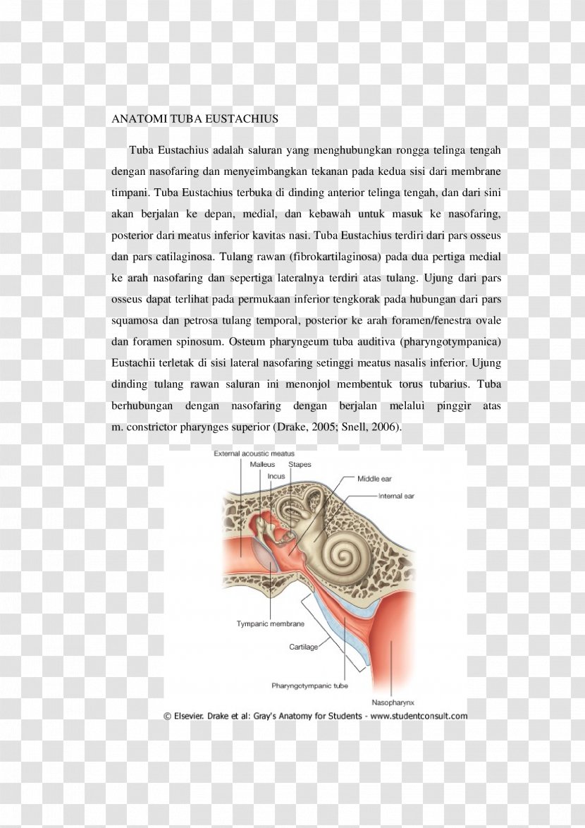 Eustachian Tube Anatomy Cartilage Palpation Ear - Tree - Tuba Transparent PNG