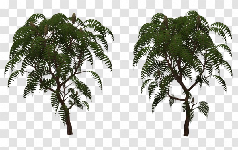 Rhus Typhina Tree Structure Babassu - Deviantart Transparent PNG