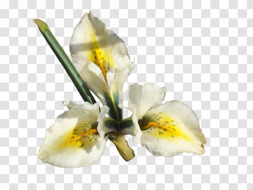 Cut Flowers Netted Iris Pseudacorus Moth Orchids - Petal - Flower Transparent PNG